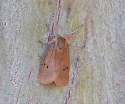 Attēlu rezultāti vaicājumam “Phragmatobia fuliginosa imago”