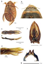 Attēlu rezultāti vaicājumam “Colymbetes paykulli”