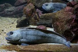 Image result for Anarhichas lupus