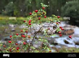Attēlu rezultāti vaicājumam “Rosa villosa fruit”
