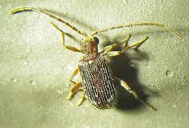 Attēlu rezultāti vaicājumam “Ptinus sp.”