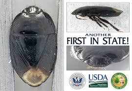 Attēlu rezultāti vaicājumam “Cydnidae”