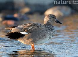 Attēlu rezultāti vaicājumam “Anas strepera”