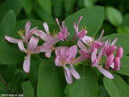 Attēlu rezultāti vaicājumam “Lonicera tatarica”