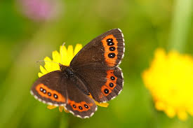 Attēlu rezultāti vaicājumam “Erebia ligea underside”