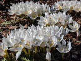 Attēlu rezultāti vaicājumam “Colchicum szovitsii subsp. szovitsii”