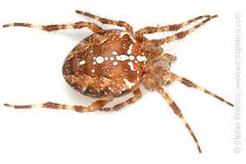 Attēlu rezultāti vaicājumam “Araneus diadematus female”
