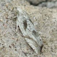 Attēlu rezultāti vaicājumam “Eucosma aspidiscana”