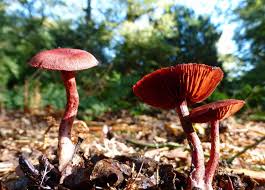 Attēlu rezultāti vaicājumam “Cortinarius sanguineus”