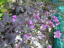 Image result for Lunaria annua
