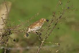 Attēlu rezultāti vaicājumam “Turdus philomelos adult”