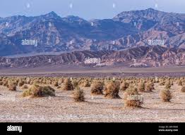 Image result for Dearne Valley Devils