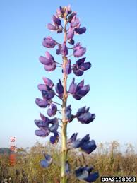 Image result for Lupinus polyphyllus Lindl.