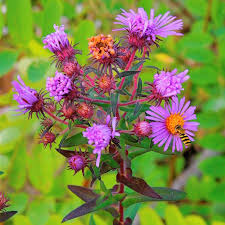 Attēlu rezultāti vaicājumam “Symphyotrichum novae-angliae”