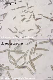 Attēlu rezultāti vaicājumam “Stemonitopsis subcaespitosa stalked”