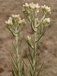 Attēlu rezultāti vaicājumam “Craterium leucocephalum”