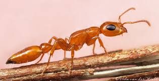 Attēlu rezultāti vaicājumam “Formicidae”