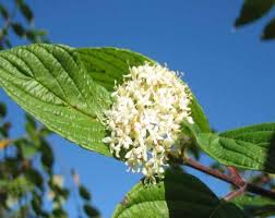Attēlu rezultāti vaicājumam “Cornus sericea”