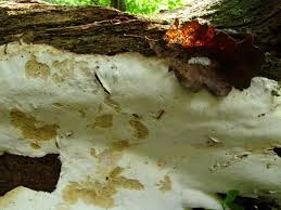 Attēlu rezultāti vaicājumam “Perenniporia medulla-panis”