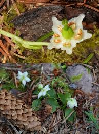 Attēlu rezultāti vaicājumam “Moneses uniflora fruit”