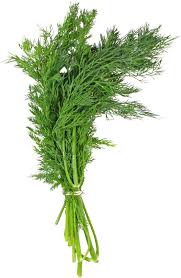 Image result for Dill