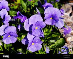 Image result for Viola wittrockiana
