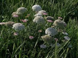 Attēlu rezultāti vaicājumam “Daucus carota subsp. carota”