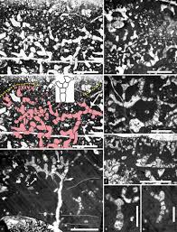 Attēlu rezultāti vaicājumam “Lycogala botrydium young”