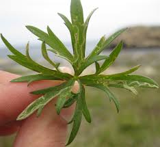 Attēlu rezultāti vaicājumam “Phytomyza ranunculi”