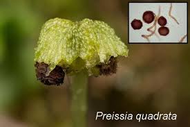 Attēlu rezultāti vaicājumam “Preissia quadrata”