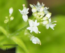 Attēlu rezultāti vaicājumam “Circaea alpina flower”