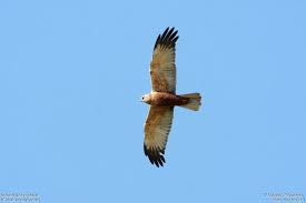 Attēlu rezultāti vaicājumam “Circus aeruginosus adult”