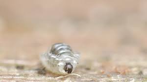 Attēlu rezultāti vaicājumam “Phronia sp.”