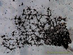 Attēlu rezultāti vaicājumam “Cribraria macrocarpa”