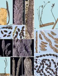 Attēlu rezultāti vaicājumam “Xylaria”