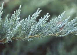 Attēlu rezultāti vaicājumam “Juniperus sabina”