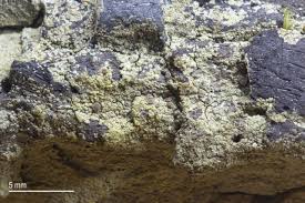 Attēlu rezultāti vaicājumam “Trapeliopsis flexuosa”