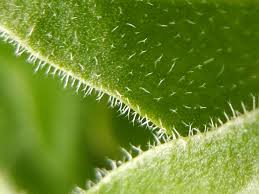 Attēlu rezultāti vaicājumam “Leontodon hispidus leaf”
