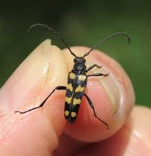 Attēlu rezultāti vaicājumam “Leptura quadrifasciata”