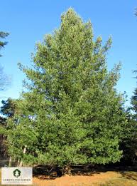 Attēlu rezultāti vaicājumam “Pinus peuce”