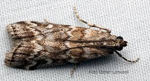 Attēlu rezultāti vaicājumam “Dioryctria abietella”