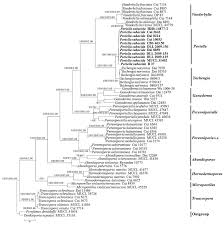 Attēlu rezultāti vaicājumam “Perenniporia subacida”