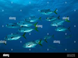 Image result for Caranx latus