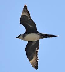 Attēlu rezultāti vaicājumam “Stercorarius parasiticus”