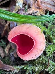 Attēlu rezultāti vaicājumam “Symphytocarpus flaccidus plasmodium”