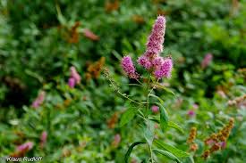 Attēlu rezultāti vaicājumam “Spiraea salicifolia”
