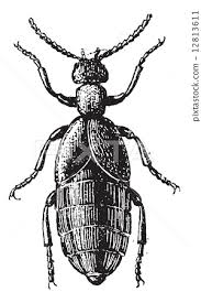 Attēlu rezultāti vaicājumam “Meloe sp.”