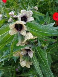 Attēlu rezultāti vaicājumam “Hyoscyamus niger”