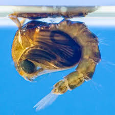 Attēlu rezultāti vaicājumam “pupa”