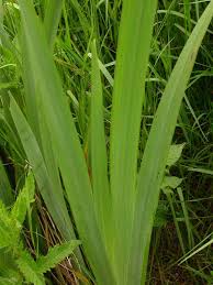Attēlu rezultāti vaicājumam “Iris pseudacorus leaf”